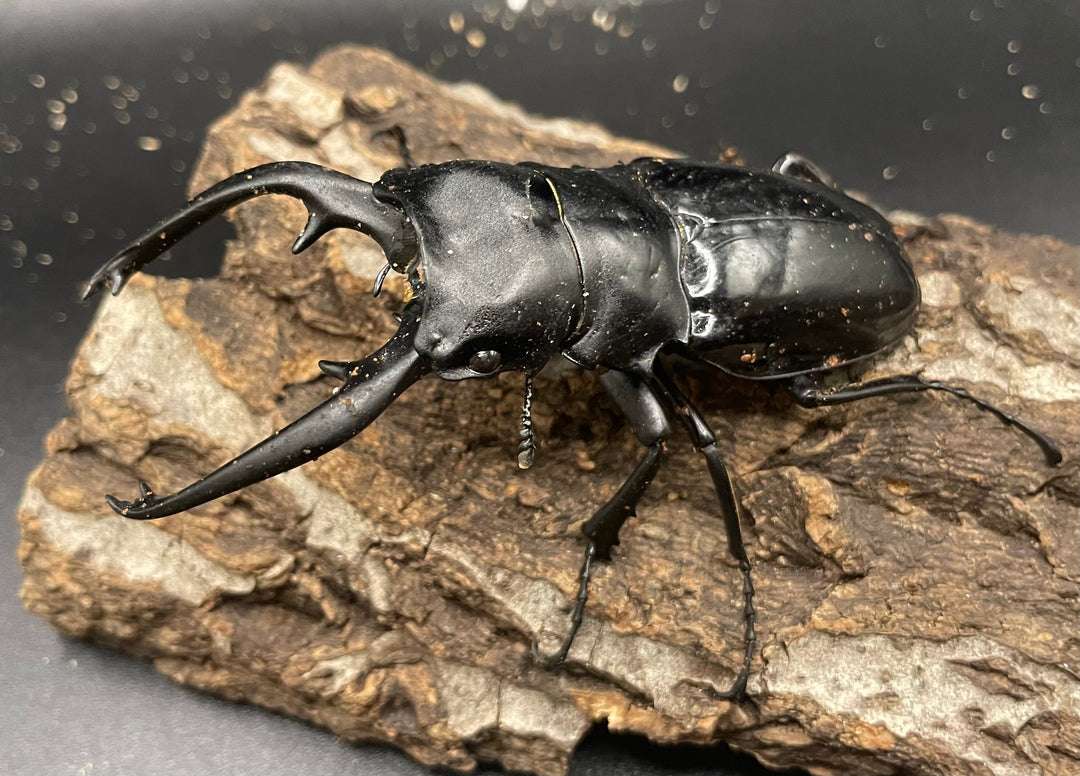 【WD】大型大歯《インターメディアツヤクワガタ 92mm A’品ペア》