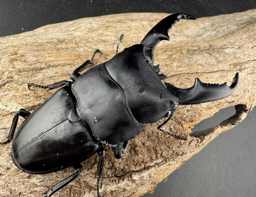 【WD】《ミンダナオヒラタ マラグサン産 86.5mm ペア》