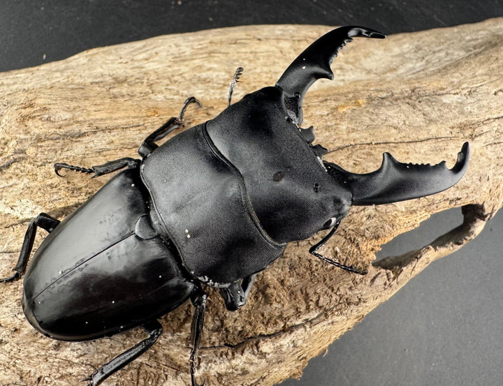 【WD】《ミンダナオヒラタ マラグサン産 86.5mm ペア》