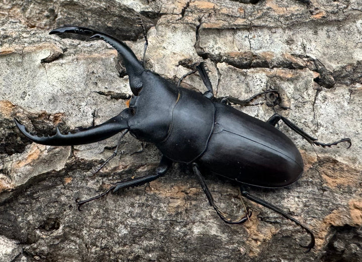 【WD】《グラキリスノコギリヒラタクワガタ 47.5mm ペア》