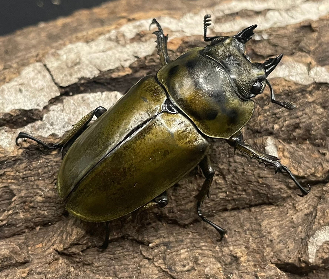 《ババオウゴンオニクワガタ 74.6mm ペア》
