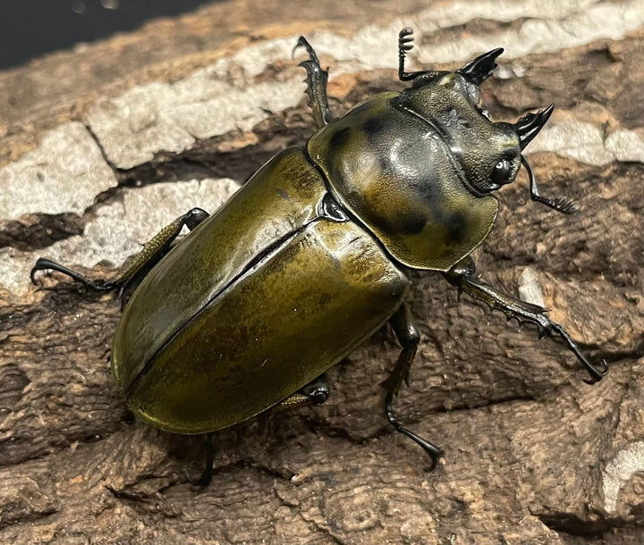 《ババオウゴンオニクワガタ 74.6mm ペア》