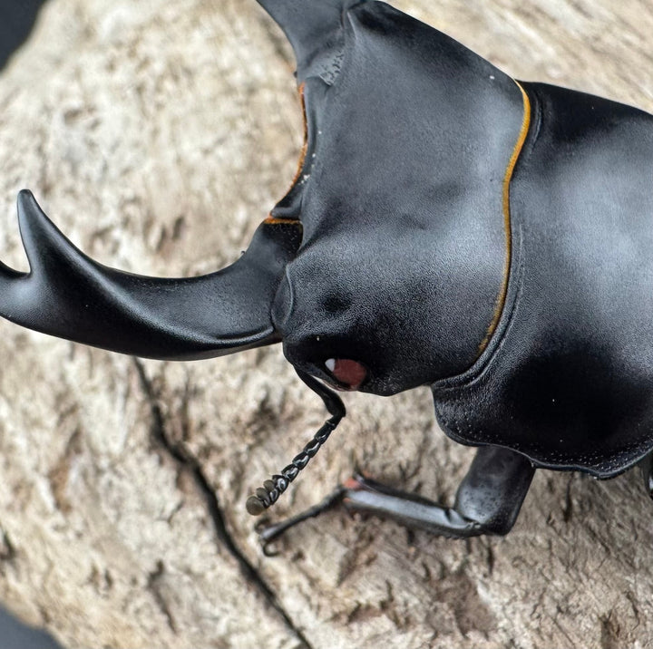 【赤目】《オオクワガタ レッドアイ 能勢産 65mm ペア》