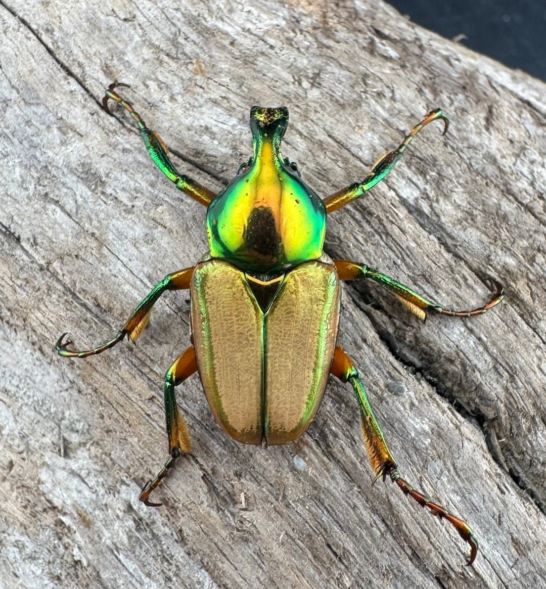 【WD】《モーニッケヒメカブトハナムグリ イフガオ産 Free ペア》①