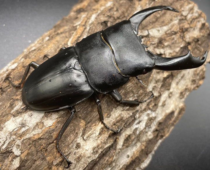 【WD】大型《カマリネスヒラタ 96mm ペア》