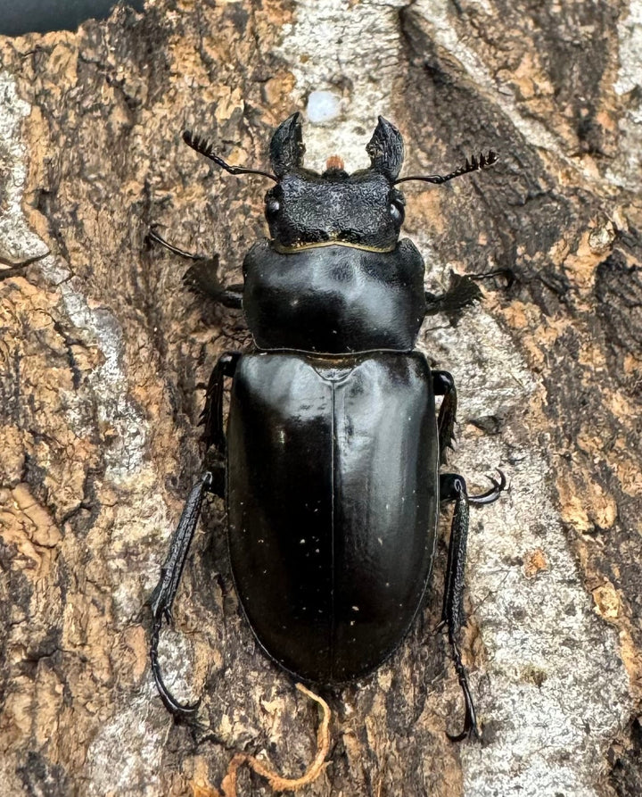 【WD】《フェアメイルミヤマクワガタ 52mm ♂♀♀トリオ》