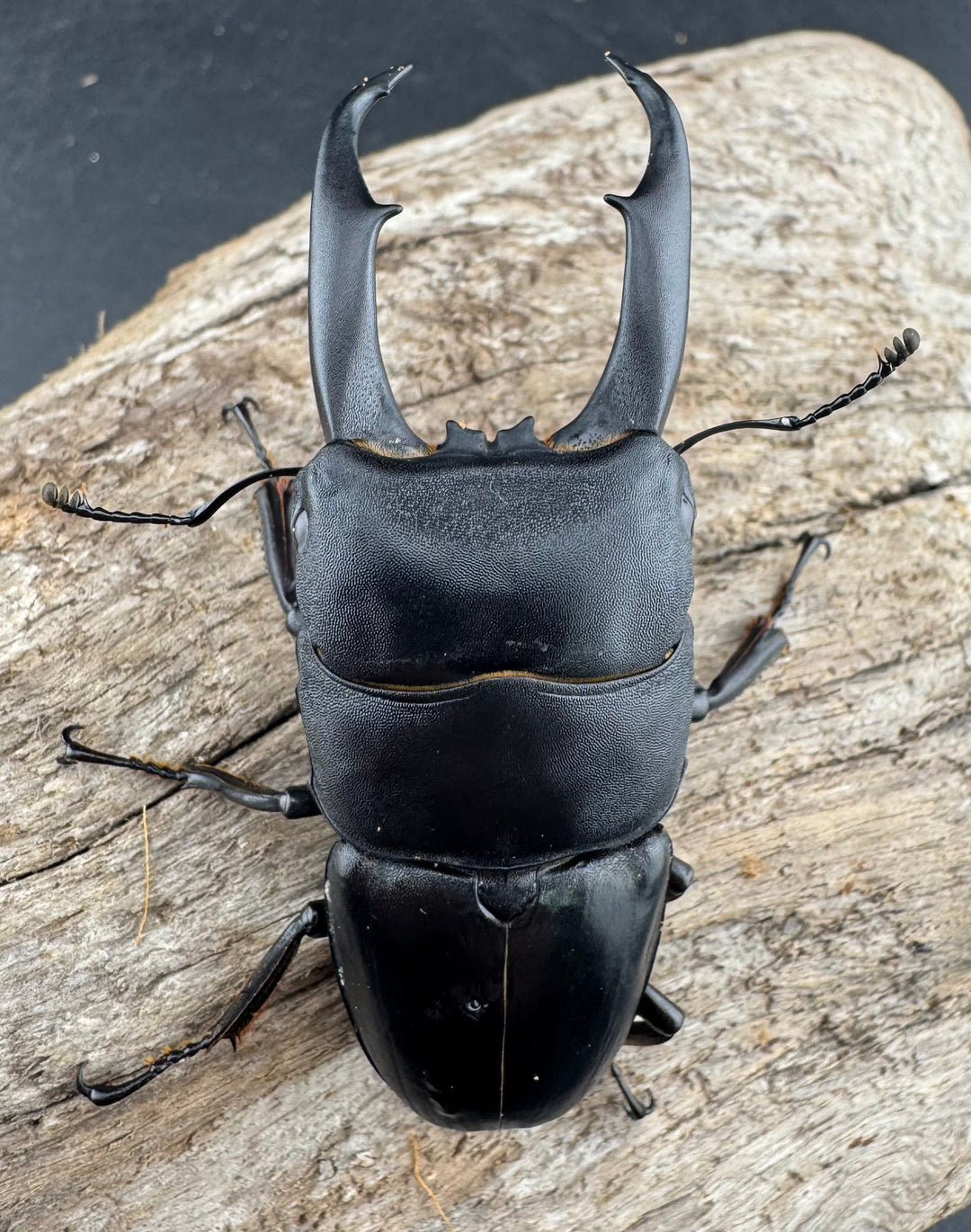 【WD】《ウンナンヒラタ(内歯消滅タイプ) 貴州省産 69.5mm ペア》