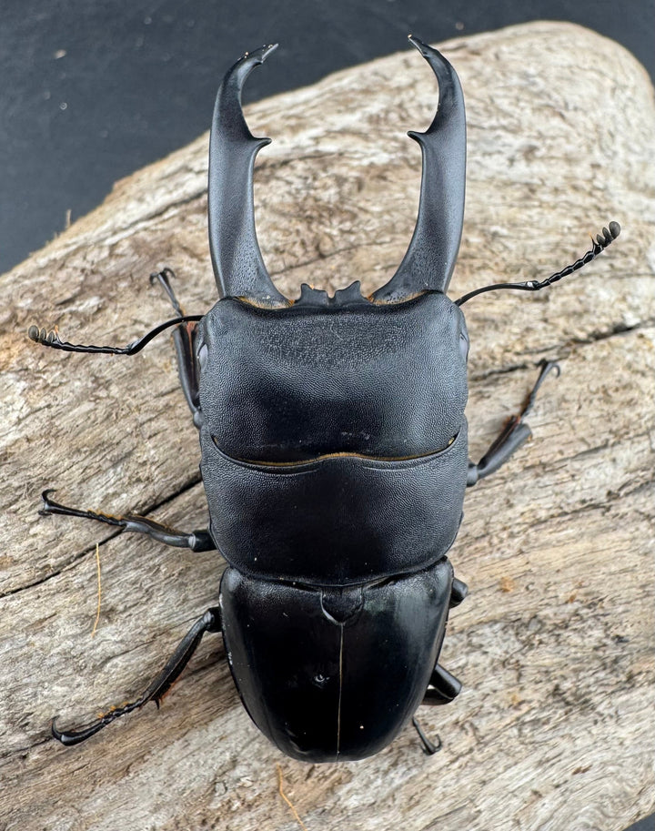 【WD】《ウンナンヒラタ(内歯消滅タイプ) 貴州省産 69.5mm ペア》