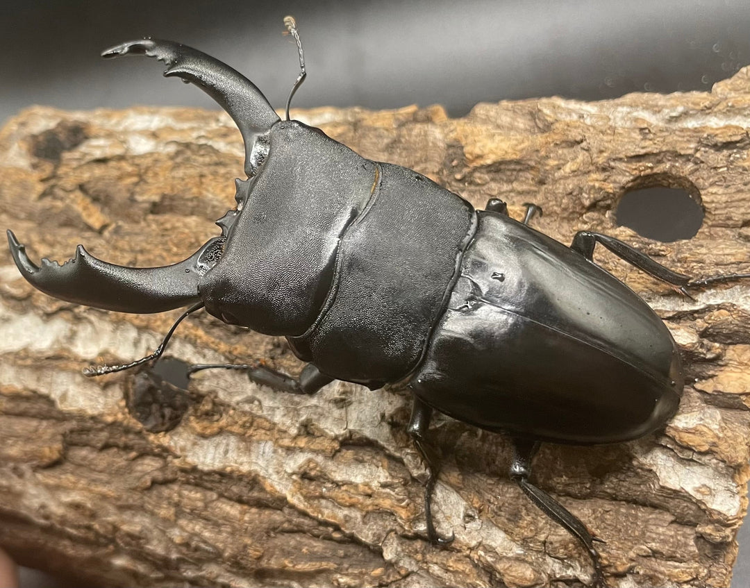 【WD】大型《北カマリネスヒラタ 93mm ペア》