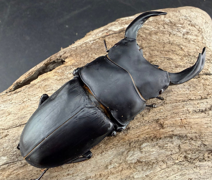 《オオクワガタ 能勢SR血統 81.5mm ペア》