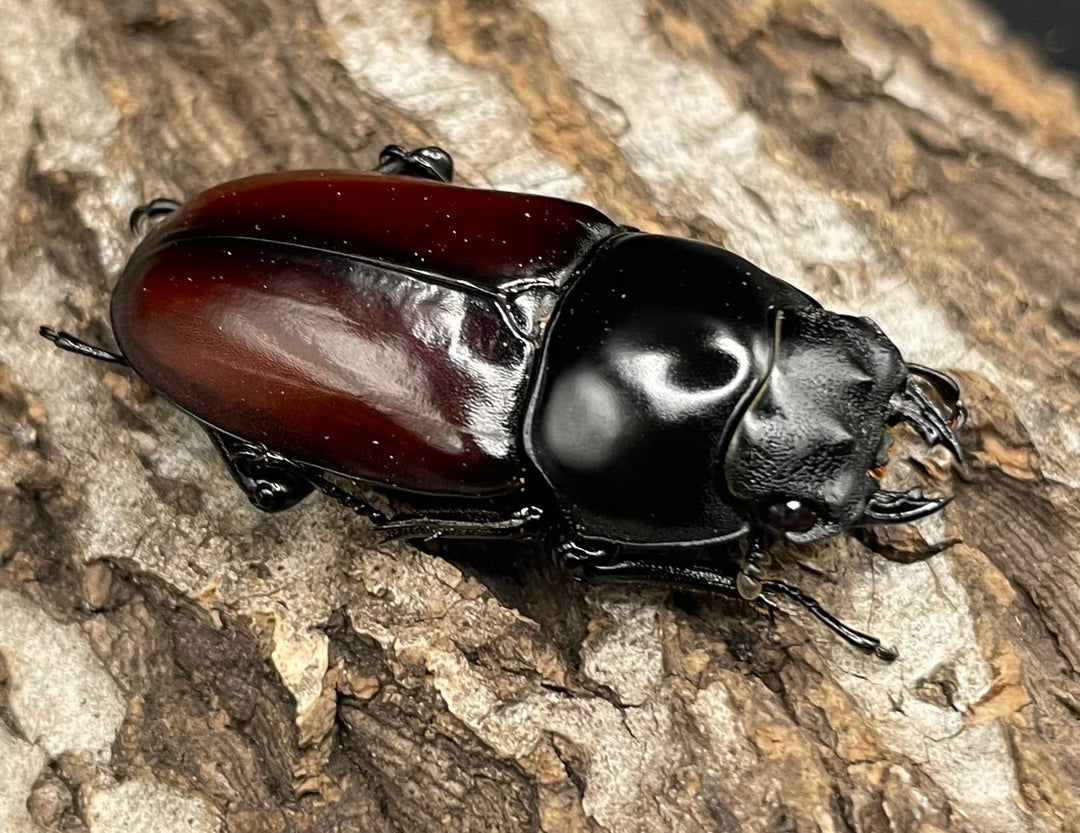 《アローコクワ亜種リエン 64mm ♂♀♀トリオ》