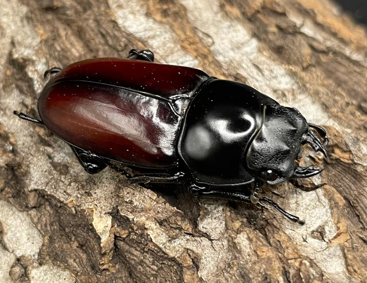 《アローコクワ亜種リエン 64mm ♂♀♀トリオ》