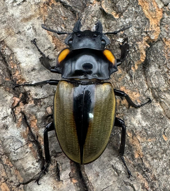 【WD】《ラコダールツヤクワガタ 73mm ペア》