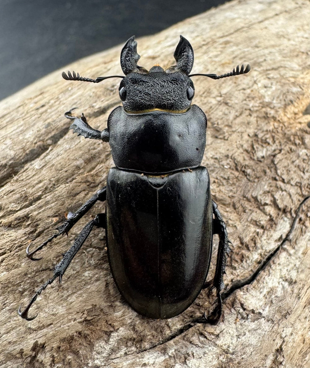 【WD】《デューベイアヌスミヤマ 58mm ペア》