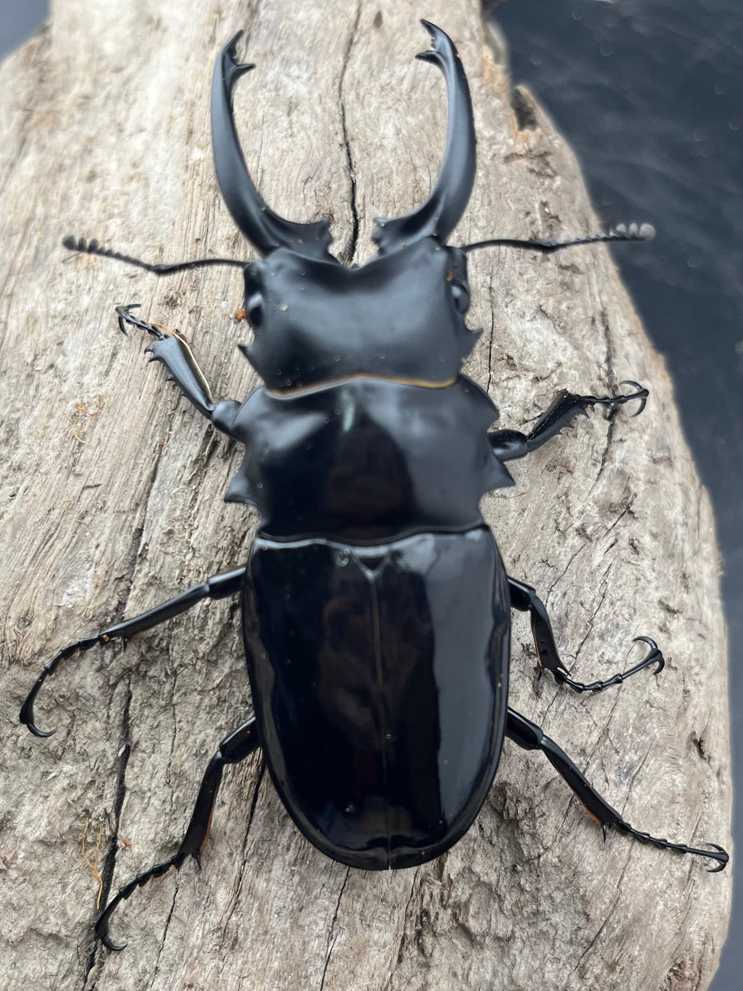 【WD】《ダールマンツヤクワガタ亜種celebensis 82.5mm ペア》