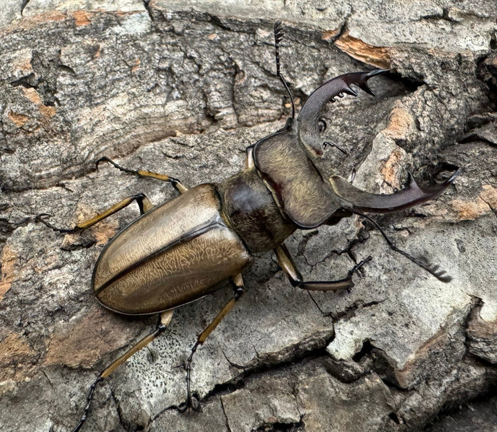 【WD】《デラバイミヤマ 43mm B品ペア》