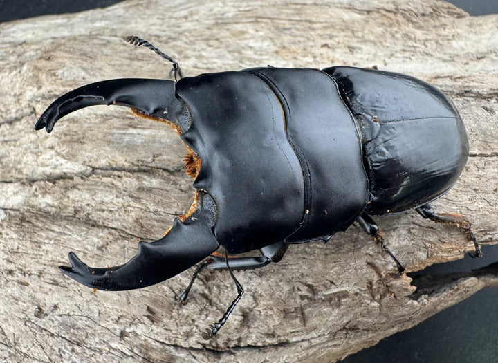 【WD】《ユーリケファルスヒラタ 74.5mm ペア》