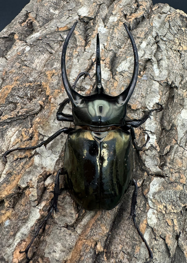 【WD】《ミンダナオアトラスオオカブト 95mm ♂単》