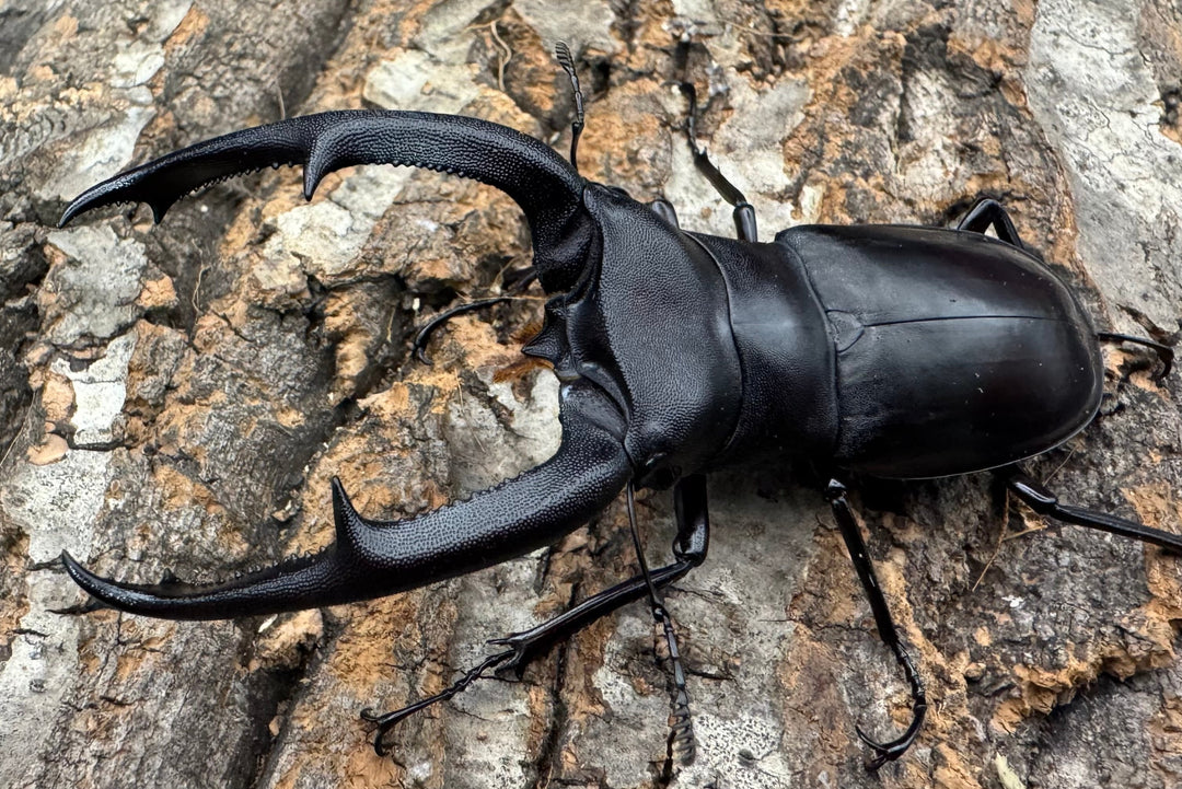 【WD】《マンディブラリスフタマタ 92.5mm ペア》