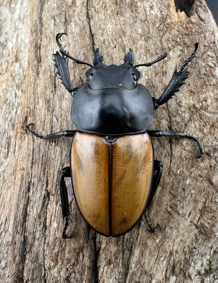 【WD】《ニティドゥスマルバネ亜種lemeei 広西壮族産 46.5mm A’品ペア》②