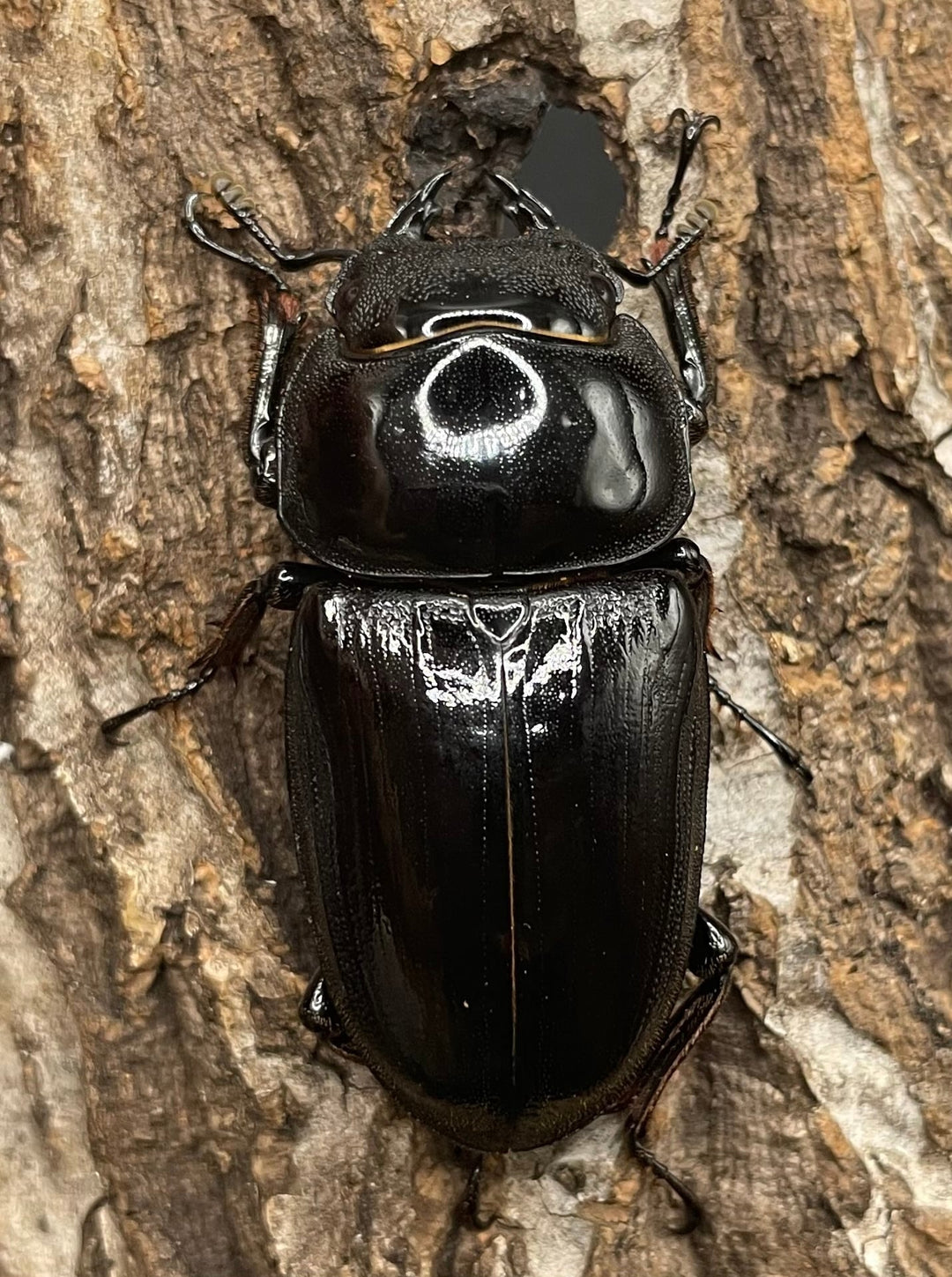 《インドグランディス亜種moriyai Garda95.0血統 80mm ペア》