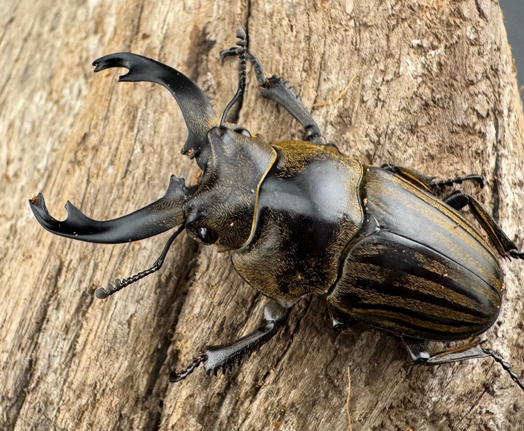 【WD】《ストリアータツヤクワガタ 48mm ペア》