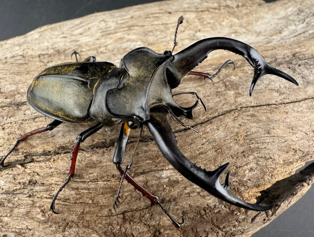 【WD】《チェンミヤマ メトク産 68mm ペア》