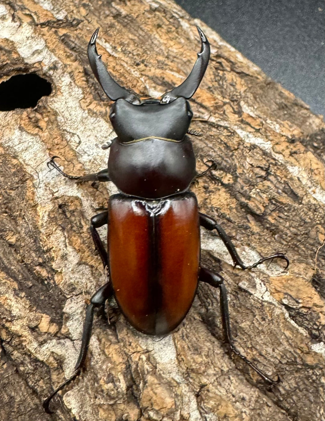 【WD】《マクレイコクワ 44.5mm ペア》