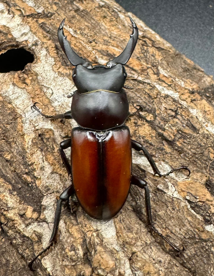 【WD】《マクレイコクワ 44.5mm ペア》