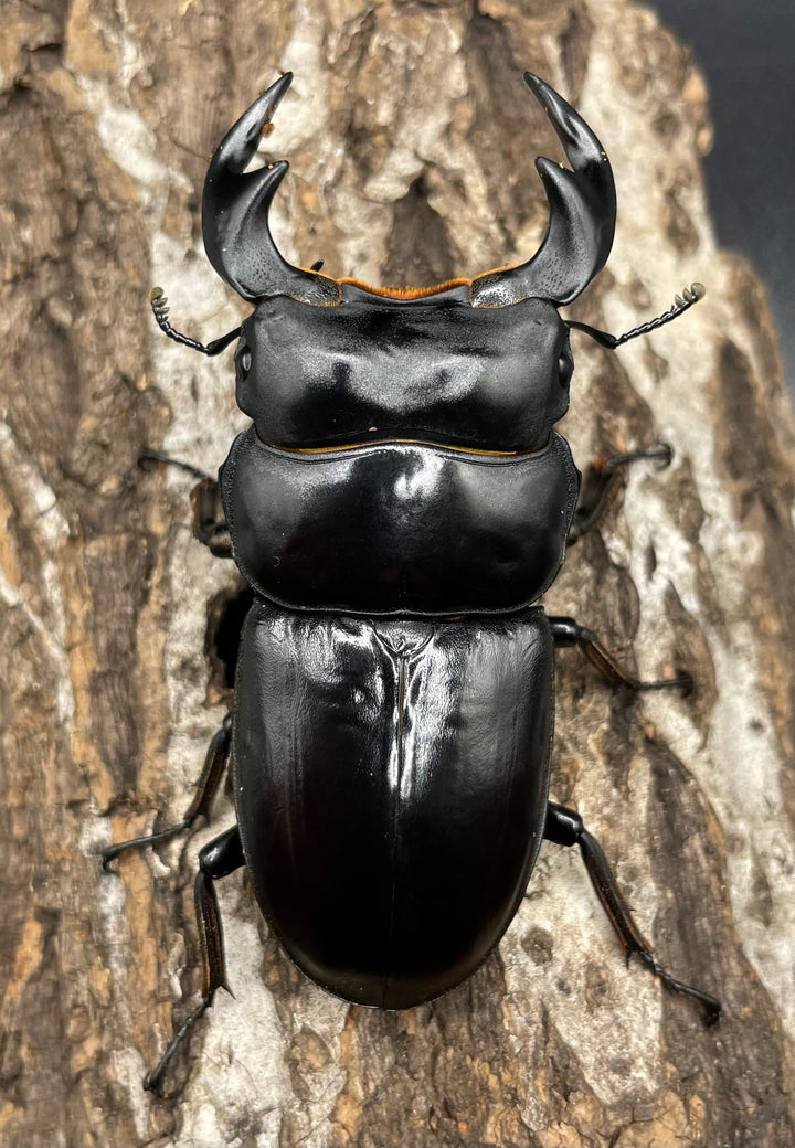 《マレーアンタエウスオオクワ 72.5mm ペア》