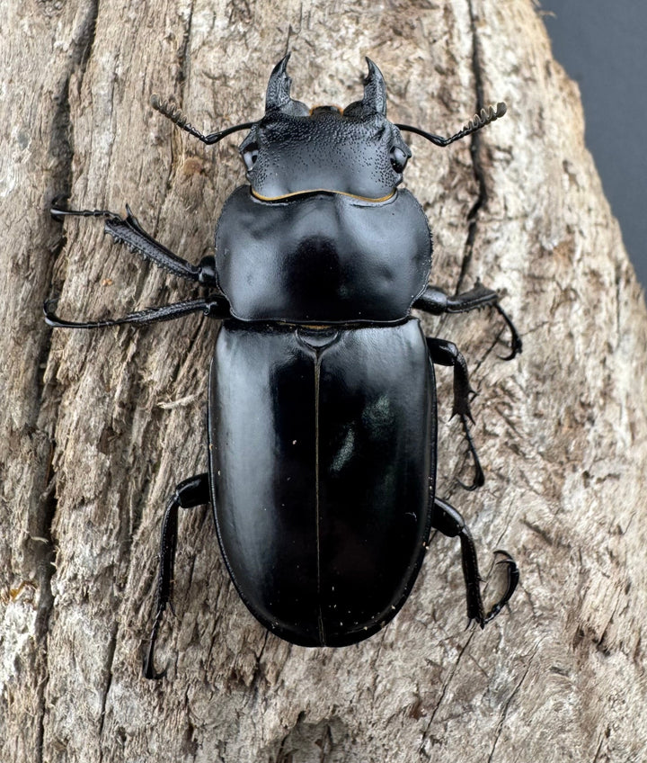 《フォルスターフタマタ原名亜種 74mm ペア》