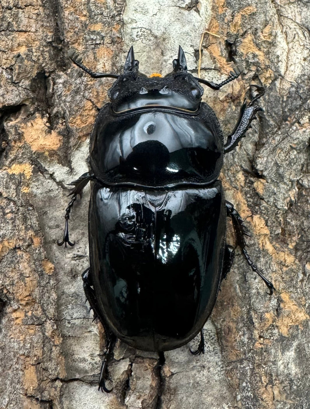 《タランドゥスオオツヤクワガタ 65mm ペア》