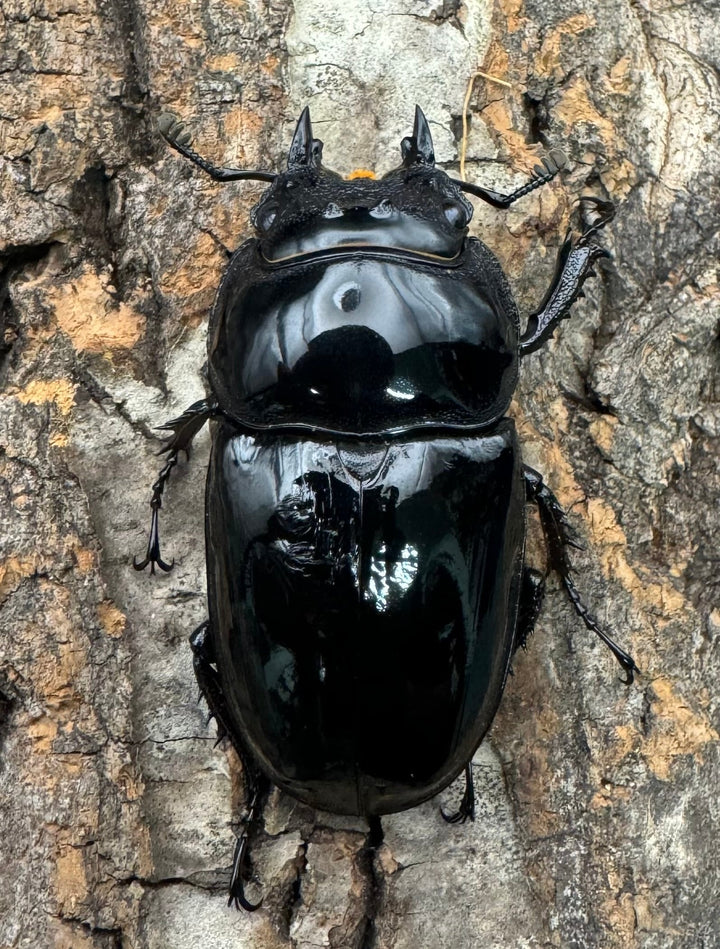 《タランドゥスオオツヤクワガタ 65mm ペア》