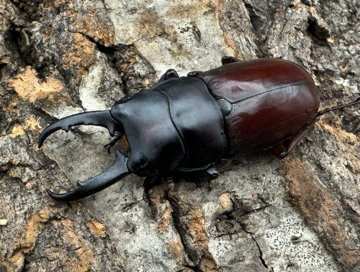 《ジュリエットノコギリ 42mm ペア》わたくわ氏ブリード個体