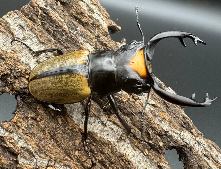 【WD】《ラコダールツヤクワガタ ブラスタギ産 72.5mm ペア》