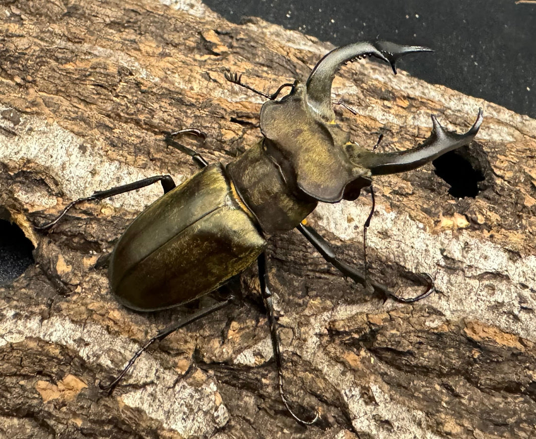 【WD】《ノビリスミヤマ 58mm ペア》