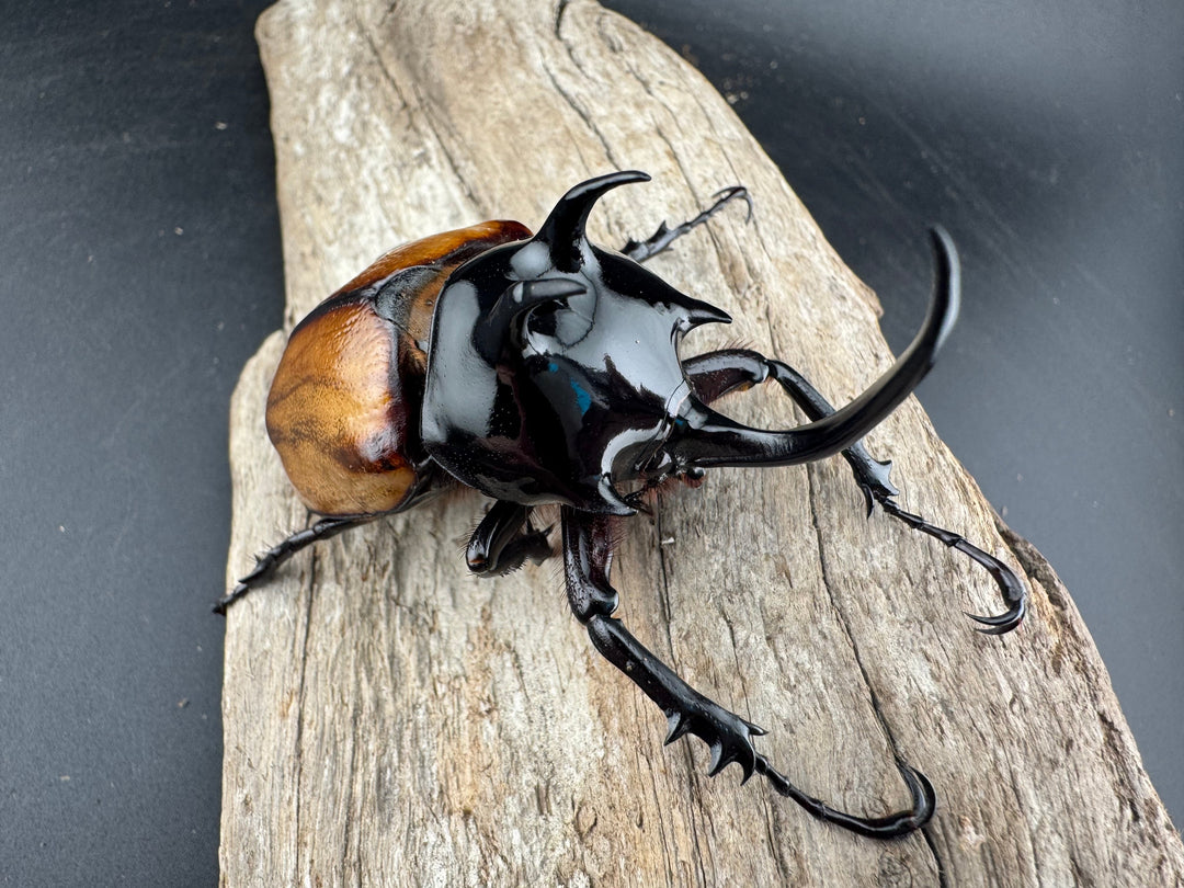 【F0】《スキットゴホンツノカブト 75mm ペア》