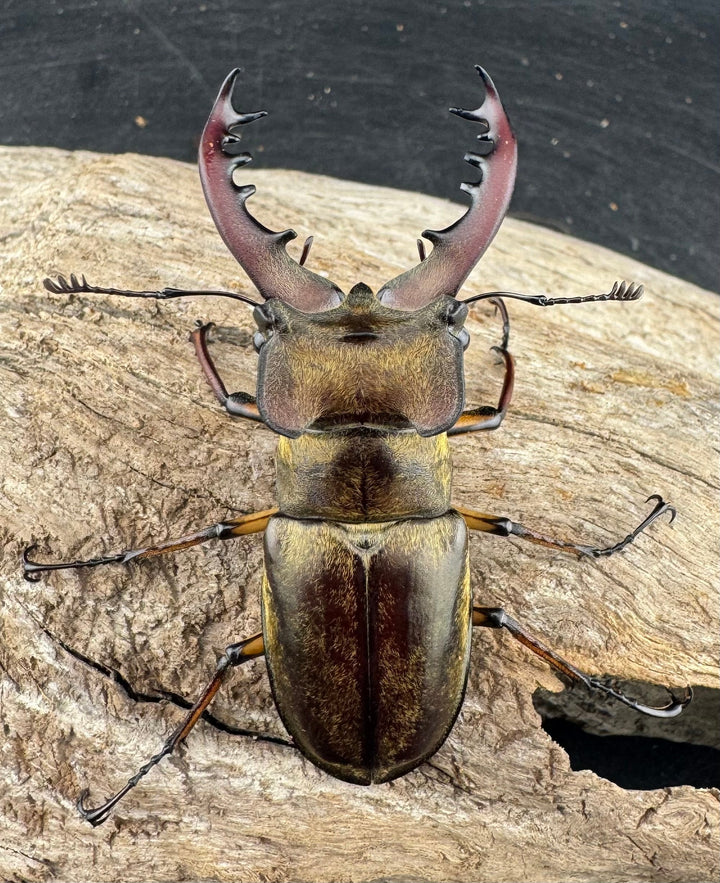 【WD】《ミヤマクワガタ 山梨県産 62mm ペア》