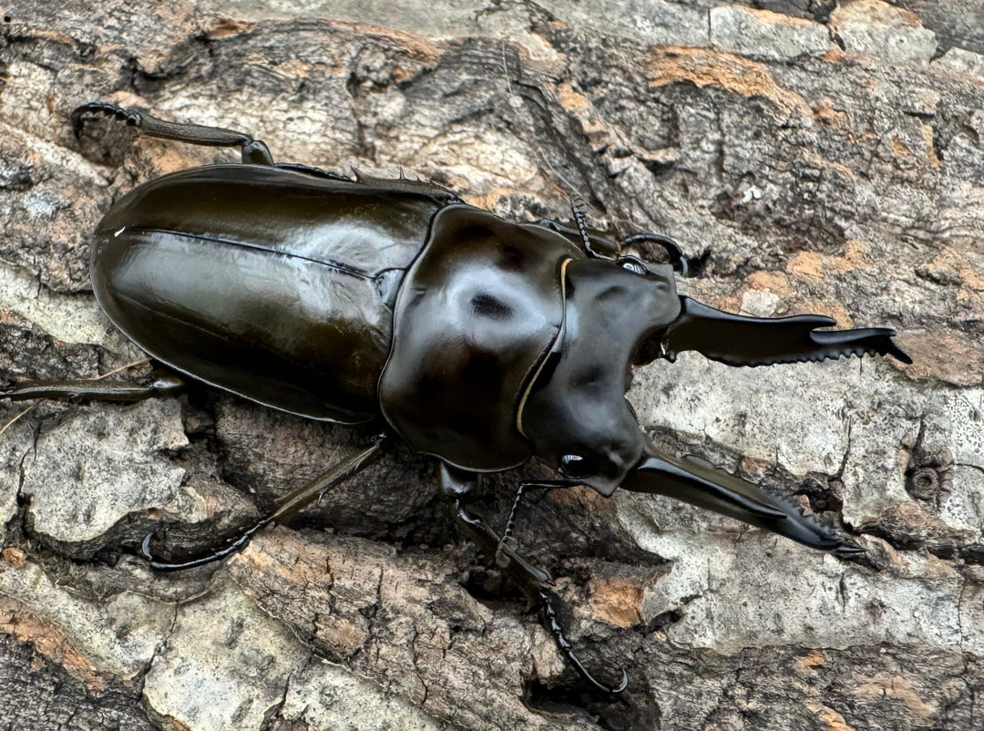 《ババオウゴンオニクワガタ 70mm ペア》