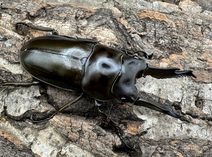 《ババオウゴンオニクワガタ 70mm ペア》