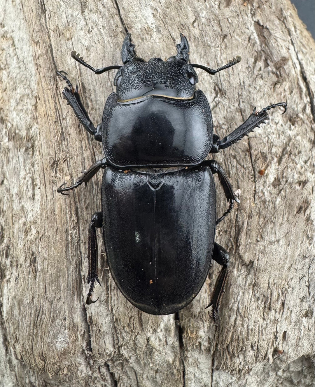 【WD】《パラワンオオヒラタ 90mm ペア》