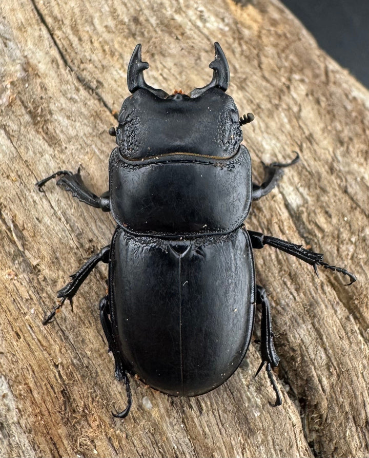 【WD】新産地《ルディテンポラリスニセヒラタ 桂林市産 31.5mm ペア》