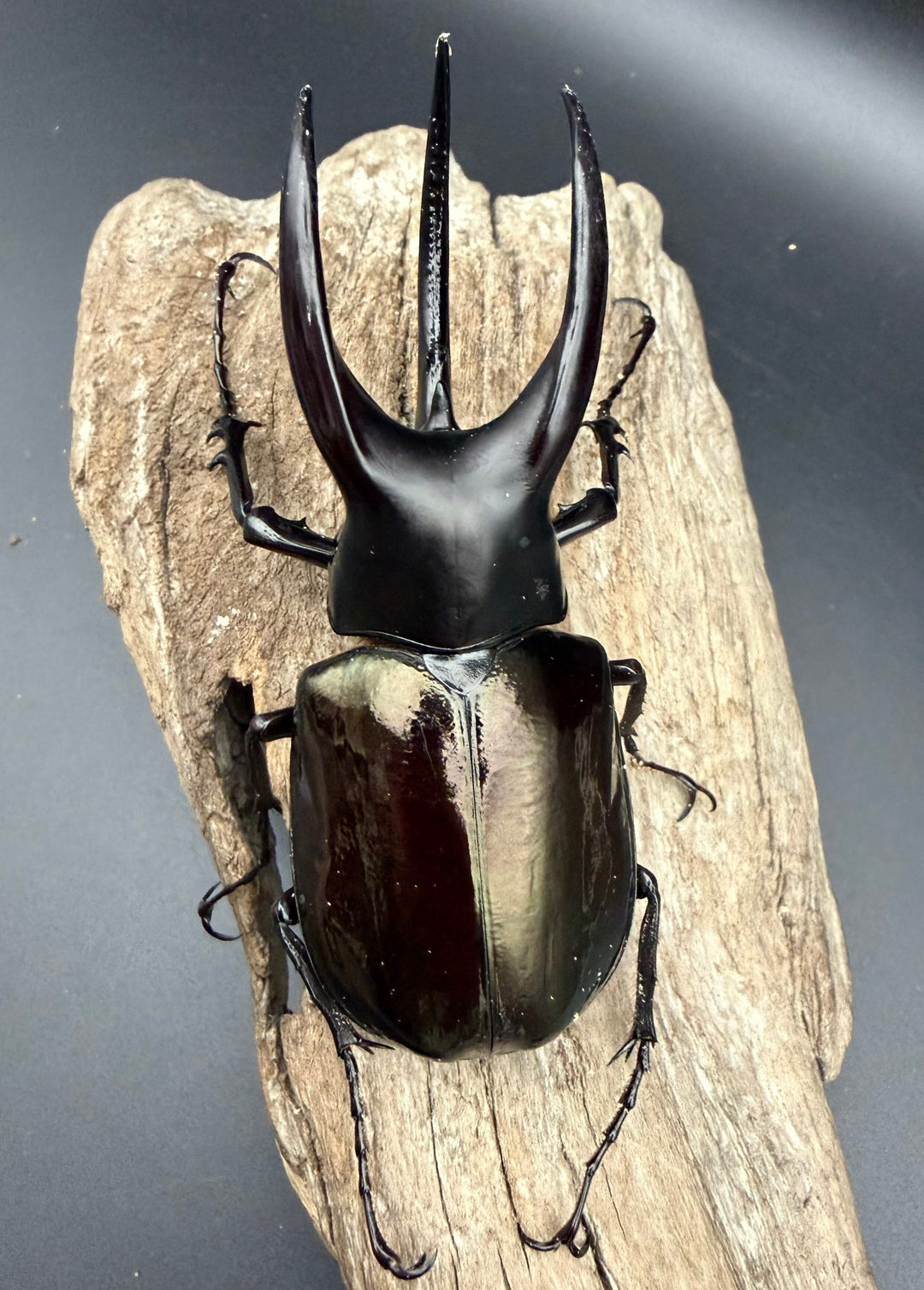 【WD】《モーレンカンプオオカブト 95mm ペア》