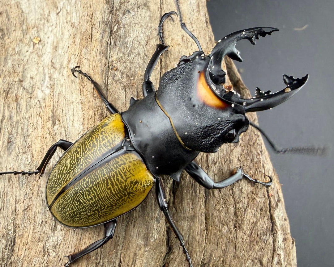 【WD】《スペクタビリスツヤクワガタ 64mm ペア》