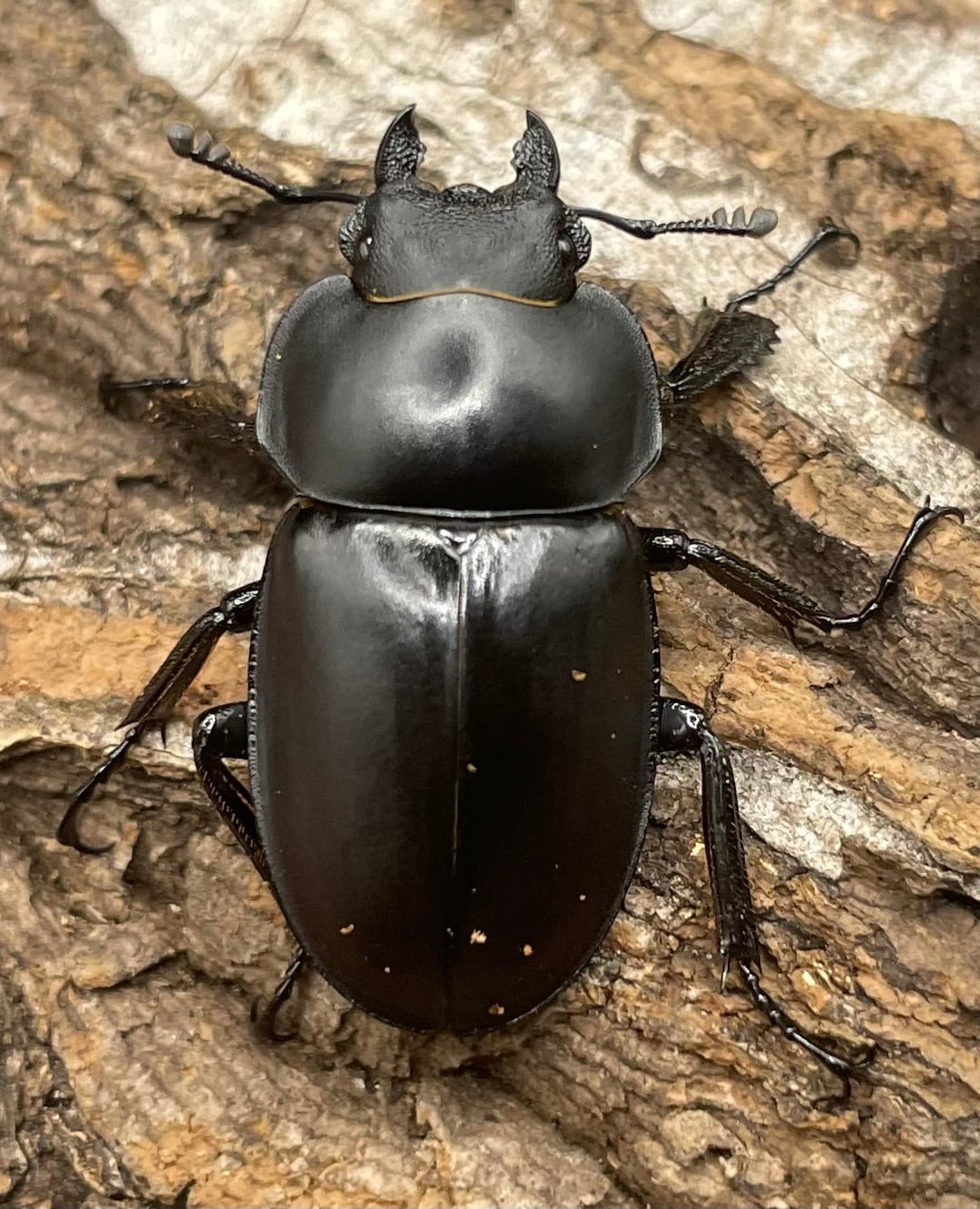 【WD】《チュウゴクマルバネクワガタ原名亜種 ♀単》