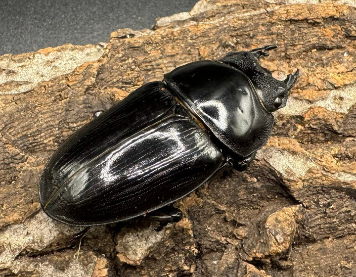 《オオクワガタ 川西血統 78mm ペア》ヒート氏ブリード個体