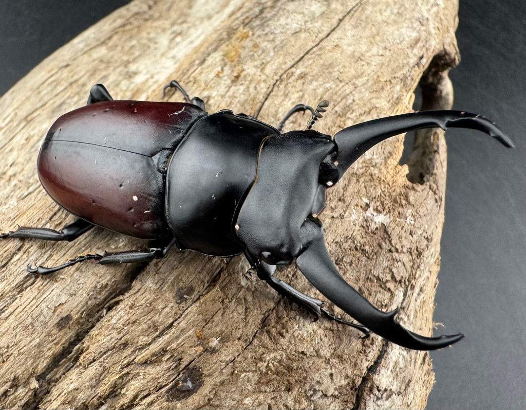 【WD】《ドンキエルコクワ原名亜種 60mm A’品ペア》