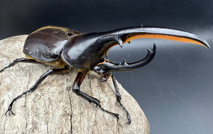 《ヘラクレス・ヘラクレス 131mm ペア》