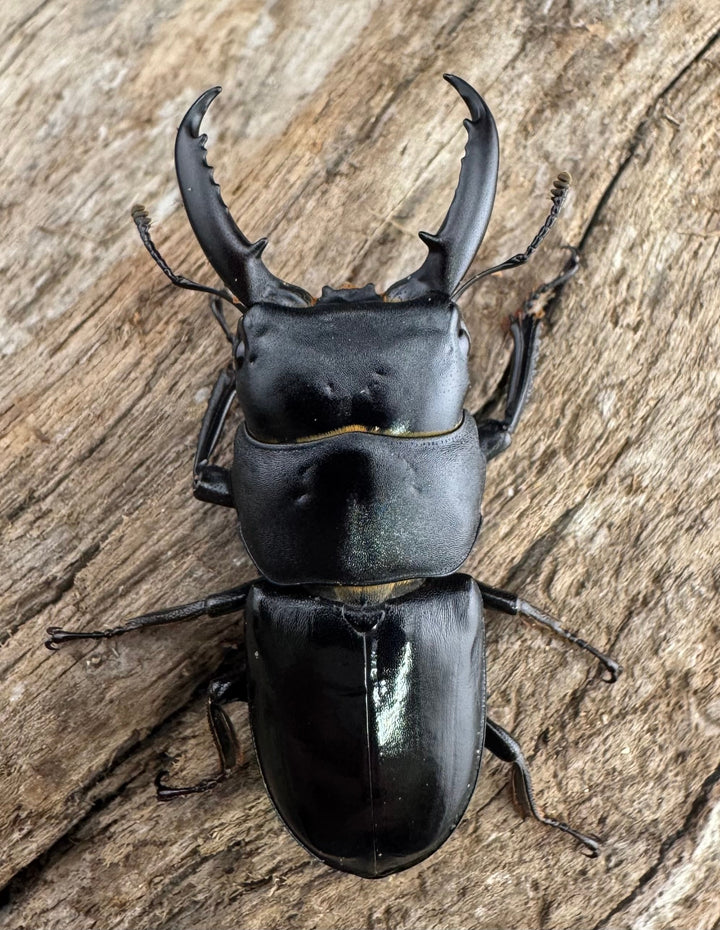 【WF11】《チョウセンヒラタ 43mm ペア》