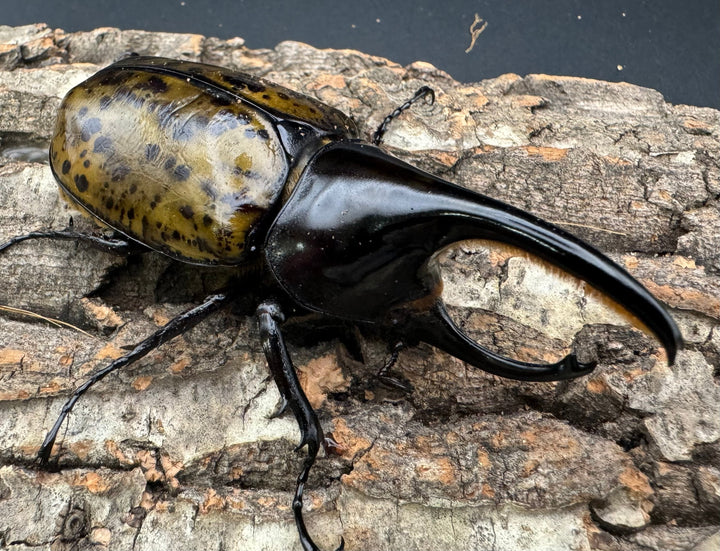 【WF2】《モロンオオカブト 85mm ペア》